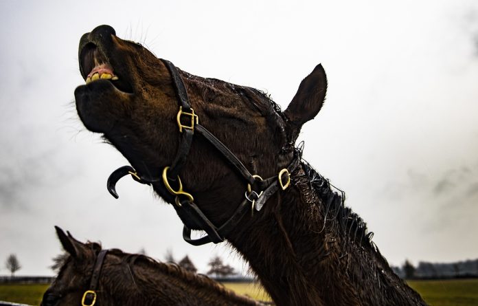 The Kentucky Derby: A Centuries-Old Tradition of Elegance and Speed The Kentucky Derby: A Centuries-Old Tradition of Elegance and Speed