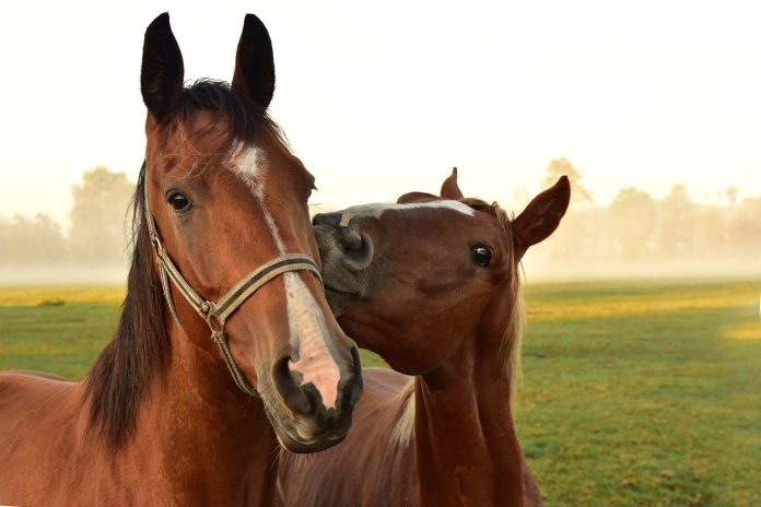 Smarty Jones’ Race: From Breeder to National Hero Smarty Jones’ Race: From Breeder to National Hero